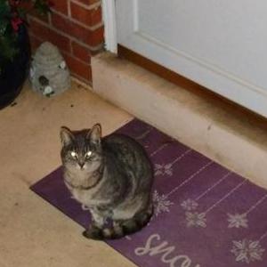 Found Cat Unknown
