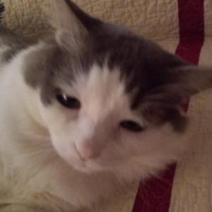 Lost Cat Matthew