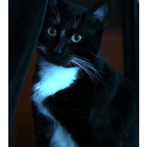 Lost Cat Mailo