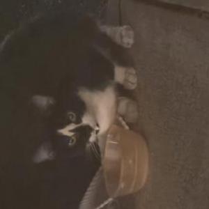 Found Cat Unknown