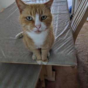 Lost Cat Frankie