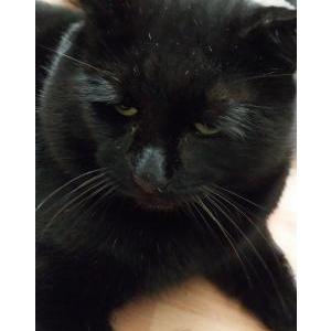 Found Cat Unknown