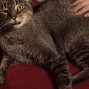 Lost Cat Benjamin