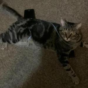 Lost Cat Iva