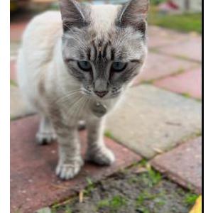 Lost Cat rumi