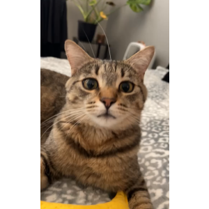 Image of Sam, Lost Cat