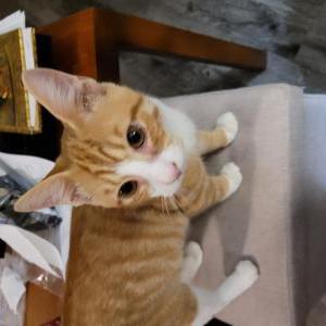 Found Cat Unknown