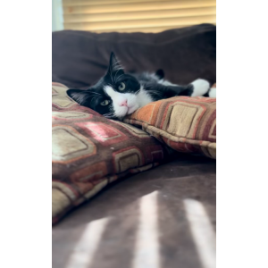 Lost Cat Zane