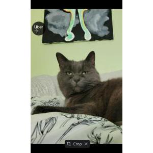 Lost Cat Ghost