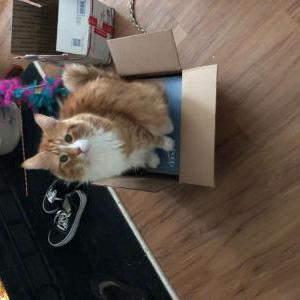 Lost Cat Ethan