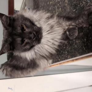 Lost Cat Blueberry
