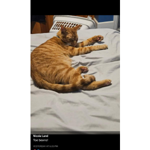 Lost Cat Precious