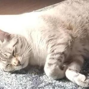 Image of Link, Lost Cat