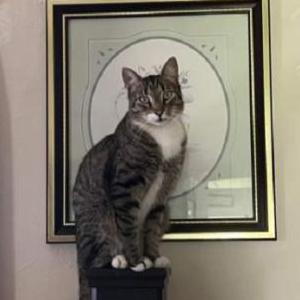 Lost Cat Laser (male)