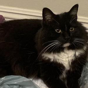 Lost Cat Penelope