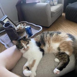 Lost Cat Willow