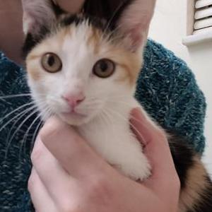 Found Cat Unknown