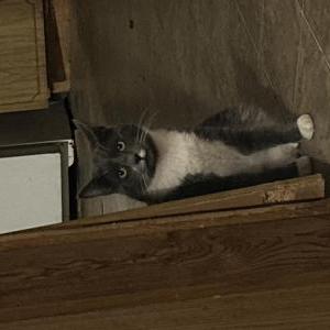 Lost Cat George