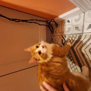 Found Cat Unsure