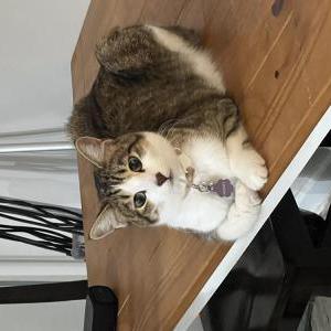 Lost Cat Honey