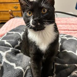 Lost Cat Calvin