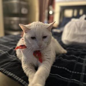 Lost Cat Josie
