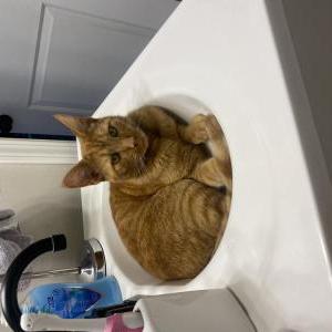 Lost Cat Nemo