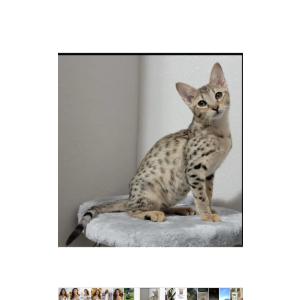 Lost Cat Locksley