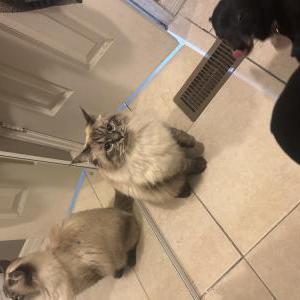 Lost Cat Niño