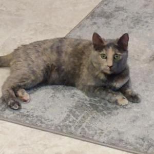 Found Cat unknown
