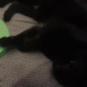 Lost Cat Cowboy