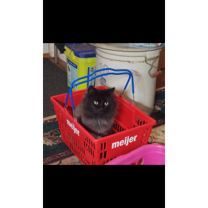 Lost Cat Bela