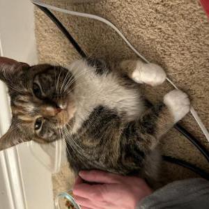 Lost Cat Reese