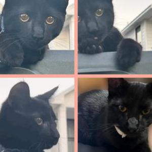 Lost Cat Binx