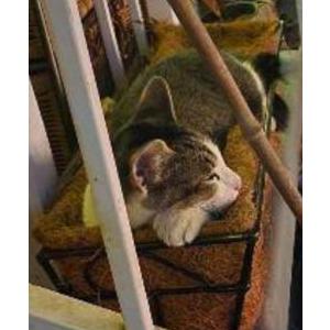 Lost Cat Pickles