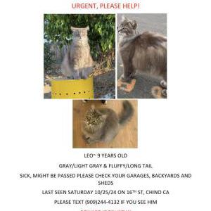 Lost Cat Leo