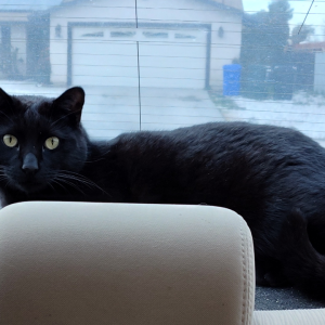 Lost Cat Voo