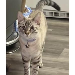 Lost Cat Sweetie Star
