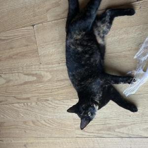 Image of Shakira, Lost Cat