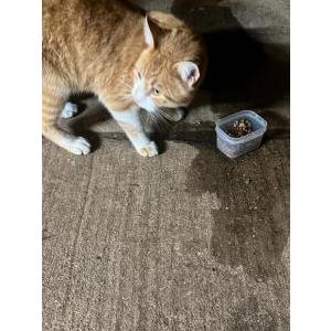 Image of Unknown, Found Cat