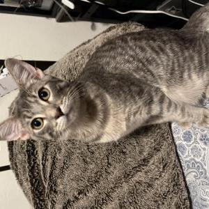 Image of loki, Lost Cat