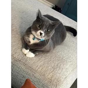 Lost Cat kitty