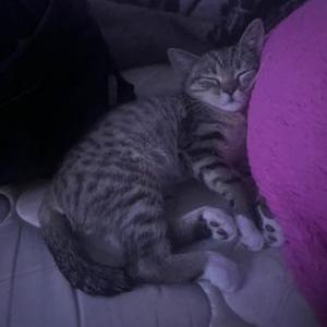 Lost Cat Buldak