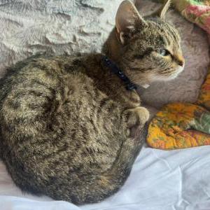 Lost Cat Esther