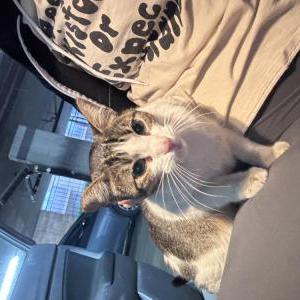 Lost Cat Unknown