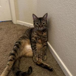 Lost Cat Sophie