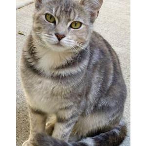 Lost Cat Princess