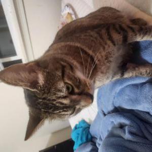 Lost Cat Winter