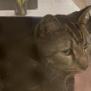 Found Cat Unknown