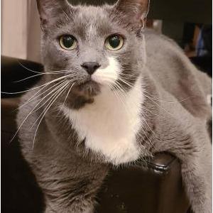 Lost Cat Sargent Pepper